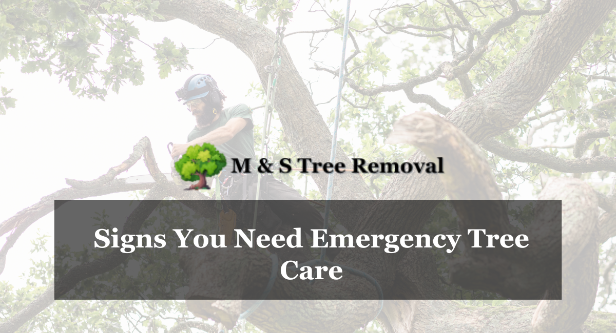 Signs You Need Emergency Tree Care